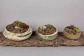 Rose Dickinson - Pots for Plants