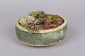 Rose Dickinson - Pots for Plants